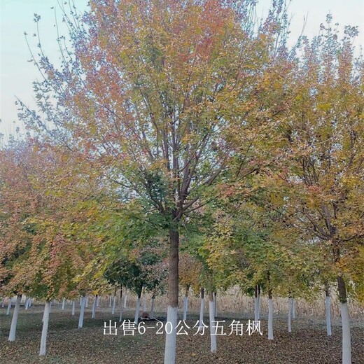 五角楓售價-共同攜手-數量大