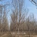 16公分白蠟基地,樹形美觀