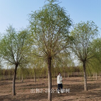 浙江寧波柳樹供應,西湖垂柳