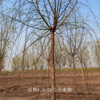 云南普洱垂柳基地