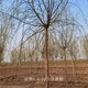 玉樹垂柳圖