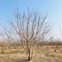 遼寧葫蘆島復(fù)葉槭報(bào)價(jià),金葉復(fù)葉槭圖片