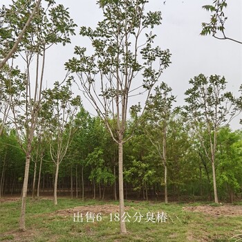 世澤園林,市場供應,13公分臭椿,樹形美觀