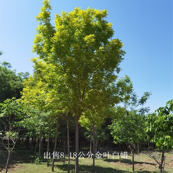 世泽园林-苗木产地-金叶白蜡树报价-逐株选苗