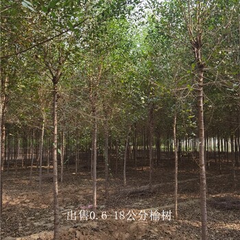 湖北天門榆樹,規(guī)格全