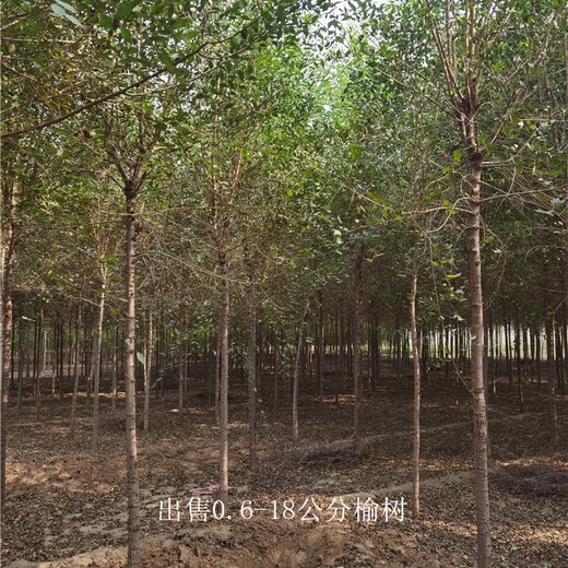 苗木產(chǎn)業(yè)-世澤園林-支持基地考察-13公分榆樹(shù)