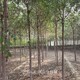 白榆樹圖