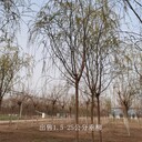 河南鶴壁垂柳出售,青皮垂柳