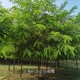 陜西刺槐圖