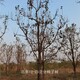 浙江台州柿子树出售,磨盘柿子树产品图
