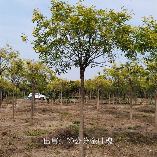 嫁接金叶槐,金叶国槐种植基地,土球完好,联体经营