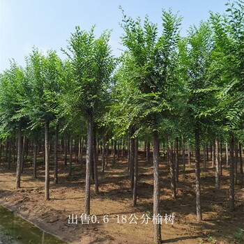 湖北天門榆樹,規(guī)格全