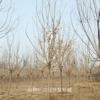 貴州黔西南復(fù)葉槭樹苗,金葉復(fù)葉槭