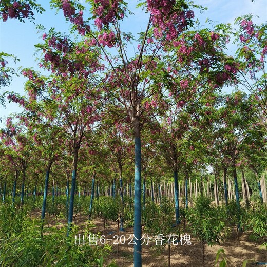 重慶酉陽(yáng)香花槐價(jià)格