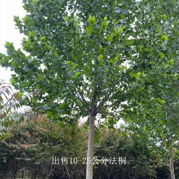 18公分法桐價格,好養易活