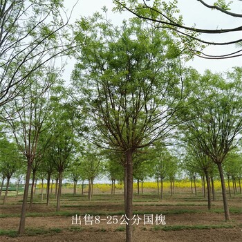 湖北十堰國槐批發(fā),金枝國槐