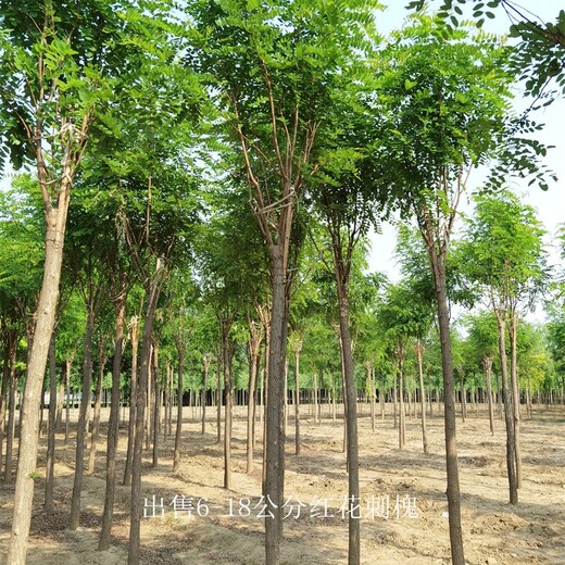 重庆荣昌14公分红花刺槐基地,红花洋槐