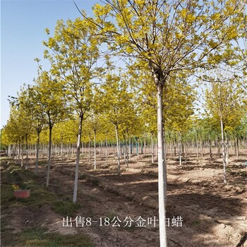 重慶大渡口金葉白蠟基地,金枝白蠟