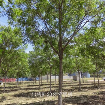 世澤園林,庭蔭綠化,9公分欒樹(shù),園林植物,庫存充足