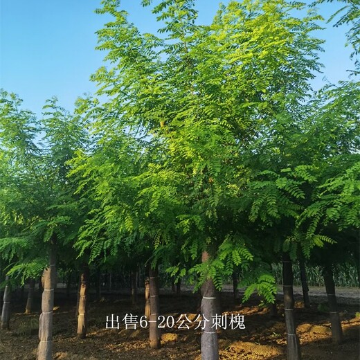 江苏常州13公分刺槐树苗,洋槐树