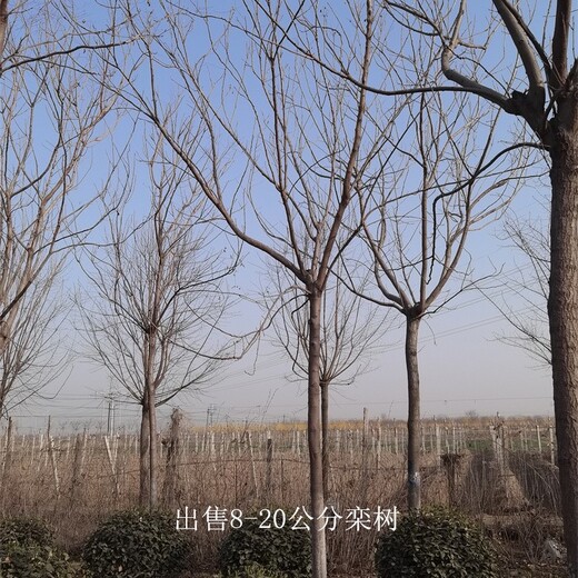 北京欒價(jià)格,12公分欒樹價(jià)格,主打產(chǎn)品,城市綠化