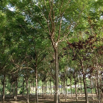 13公分欒樹價格,欒樹批發價格,質量優,廠家批發
