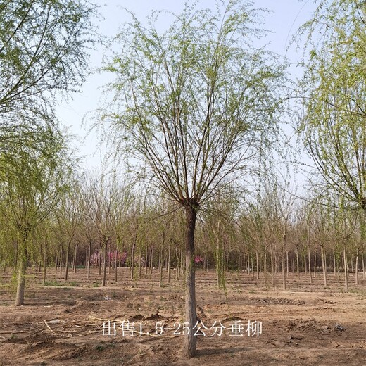安徽宣城垂柳產(chǎn)地