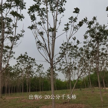 世澤園林-苗木批發-千頭椿基地-苗圃好貨-精心種植