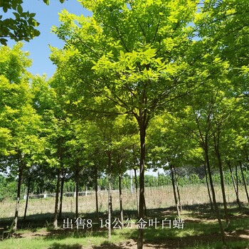 苗木培育基地-世澤園林-精心種植-金葉白蠟苗木