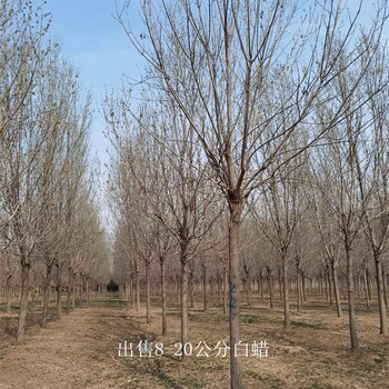 重庆巫溪白蜡供应,树形美观