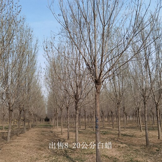 白蠟樹(shù)價(jià)錢-公平競(jìng)爭(zhēng)-八公分白蠟價(jià)格-重合同