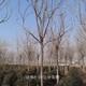 內(nèi)蒙古欒樹圖