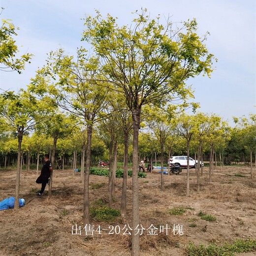 貴州銅仁金葉槐基地,樹形美觀