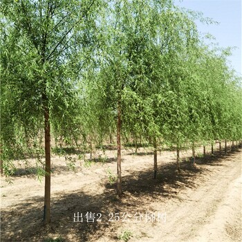 云南迪慶柳樹價格