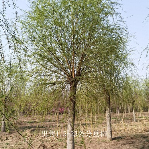 重慶江北垂柳,青皮垂柳