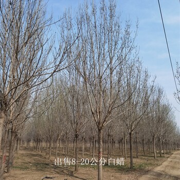 9公分白蠟出售,樹形美觀
