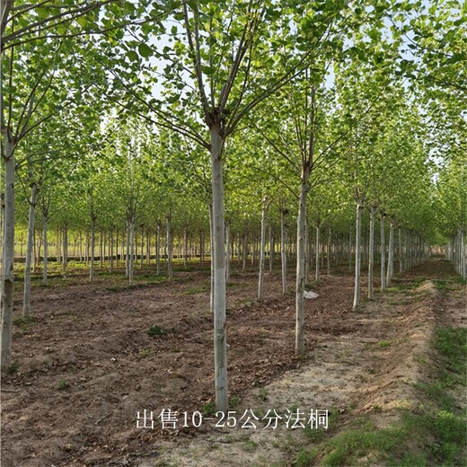 內蒙古呼倫貝爾法桐批發,法國梧桐