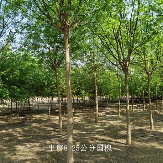 內(nèi)蒙古通遼國槐報(bào)價(jià),金枝國槐