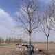 新疆克拉玛依栾树出售,北方栾树产品图