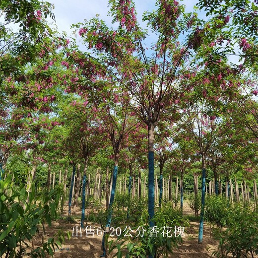 新疆克拉瑪依香花槐