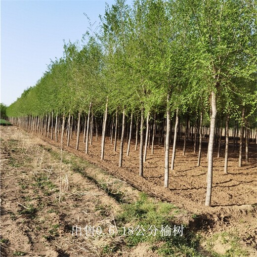 河南漯河榆樹價格