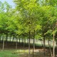 白花刺槐圖