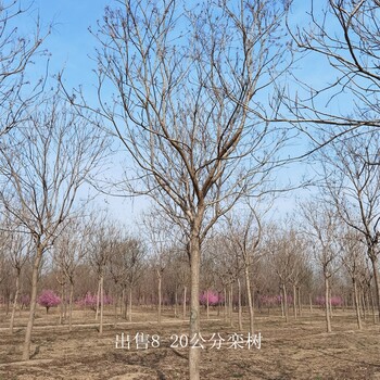 世澤園林,園林綠化,15公分欒樹,高存活率,無病蟲害