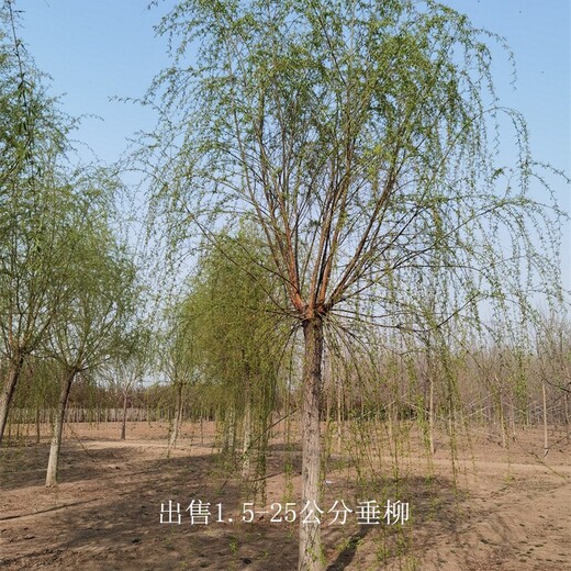 福建漳州13公分垂柳出售,柳树