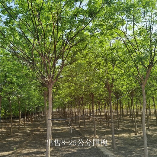 內(nèi)蒙古巴彥淖爾國(guó)槐,行道樹