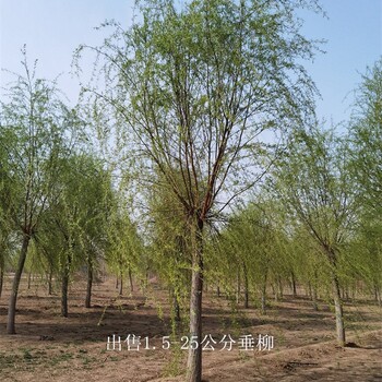 云南普洱垂柳基地