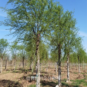 柳樹價錢-12公分柳樹價格-質量優良-基地出售