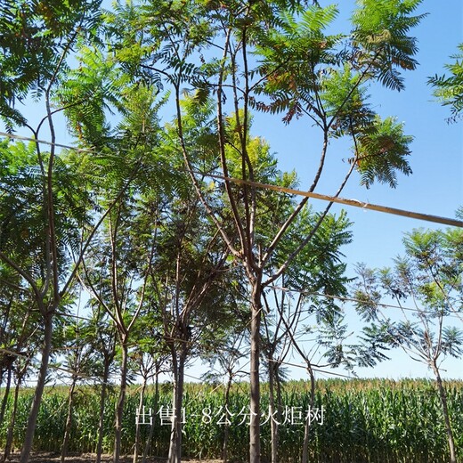山西陽泉火炬樹產(chǎn)地,適應性廣