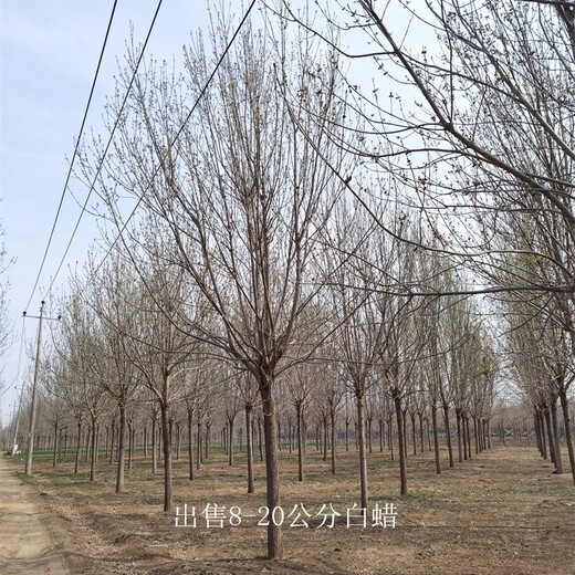 9公分白蠟出售,景觀苗木