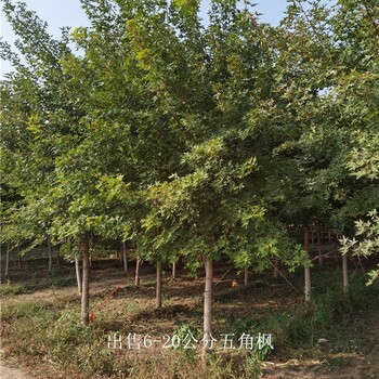 新疆可克達(dá)拉五角楓,叢生五角楓